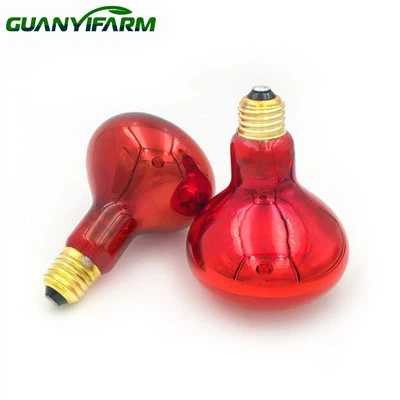 Lämpölampun polttimo poikasille